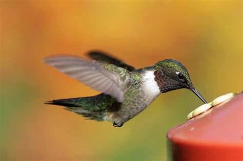 The 5 Best Hummingbird Feeders for Your Backyard