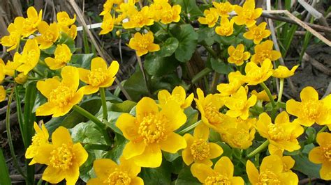 Top 15 Beautiful Yellow Flowers In The World - Yabibo