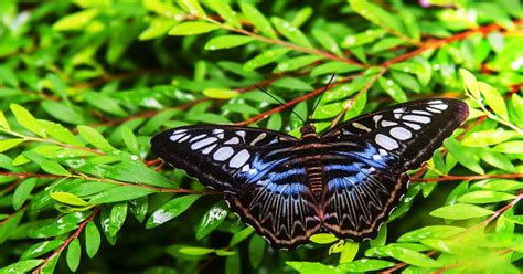 Where Do Butterflies Live? - Learn About Nature