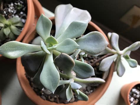 Rescued from Home Depot..ID ? : r/succulents