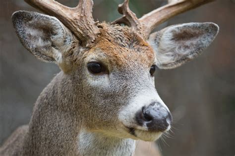 7 Sounds And Noises Deer Make (How To Identify Them) - Pest Pointer