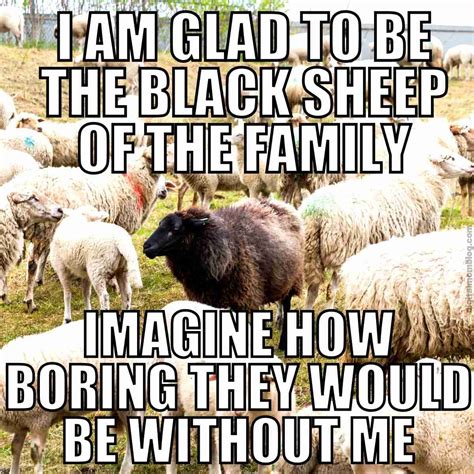 Funny Sheep Meme