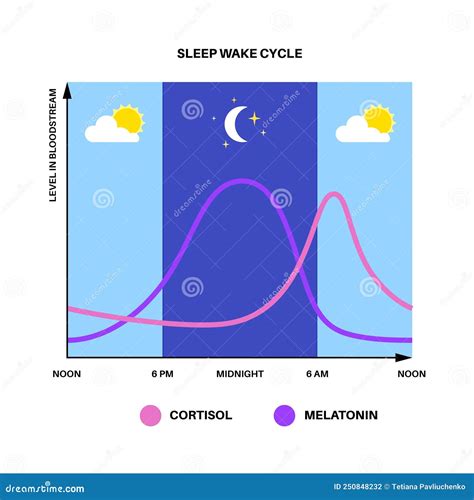 Sleep wake cycle stock vector. Illustration of cortisol - 250848232