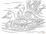 Duck Coloring Pages sketch template