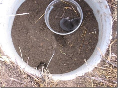 Mole Control: DIY Trap Construction | EcoFarming Daily