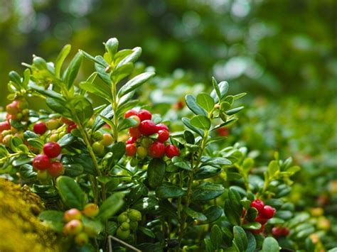 Growing Cranberry Plants: How Are Cranberries Grown In The Garden