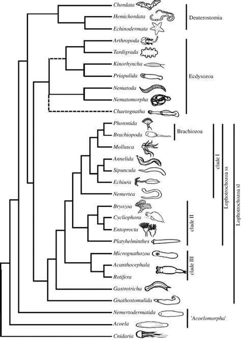 Lophotrochozoa - Alchetron, The Free Social Encyclopedia