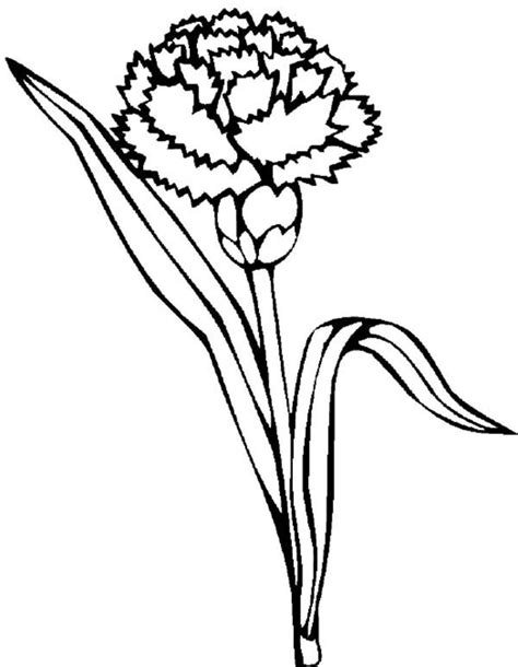 Carnation Coloring Pages - Best Coloring Pages For Kids