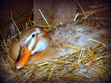 Hatching baby ducks- do I need to separate from the rest of the ducks? | BackYard Chickens ...