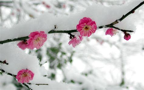 Flowers in Snow Wallpapers - Top Free Flowers in Snow Backgrounds - WallpaperAccess