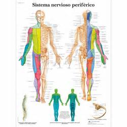 Sistema nervioso periférico - 4006873 - 3B Scientific - VR3621UU - Human brain and nervous ...