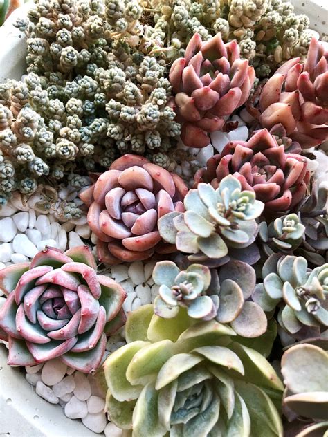 Arrangement of pinks! : r/succulents