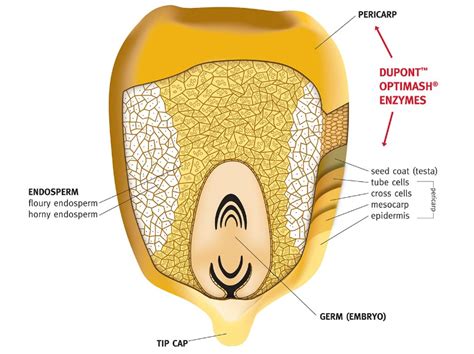 Parts Of A Kernel Of Corn