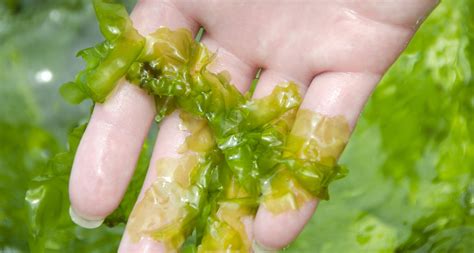 Benefits of Seaweed for Skin: Why Your Skincare Should Feature Seaweed | HUM Nutrition Blog