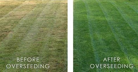 7 Steps to Sowing Grass Seed on Existing Lawn (Don't Just Throw It)