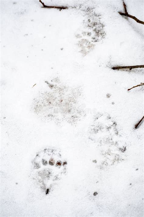 Badger Footprint in the Mud Stock Photo - Image of hunting, mammal: 31726848