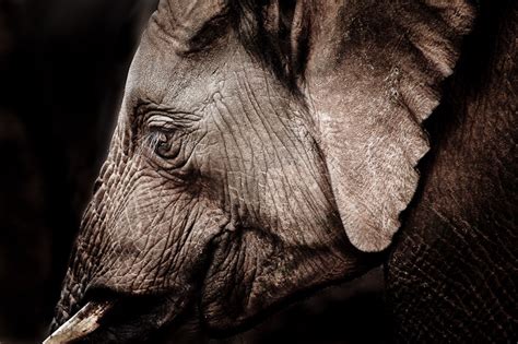 fine art elephant profile | photos of Africa - artistically rendered