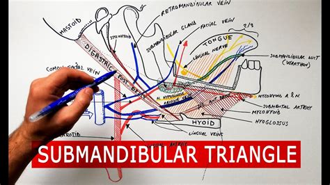 Submandibular triangle - boundaries & contents | Anatomy Tutorial - YouTube