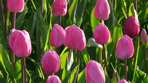 Pink Tulips Meaning, Symbolism & Spiritual Significance | allwaysflower