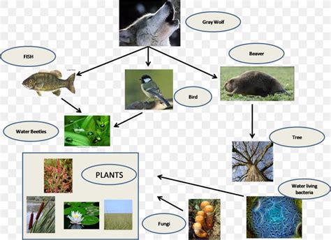 Everglades Food Chain Food Web Swamp, PNG, 1431x1041px, Everglades, Chain, Diagram, Ecological ...