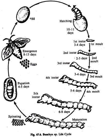 Bombyx Mori: Life Cycle and Culture (With Diagram) | Zoology