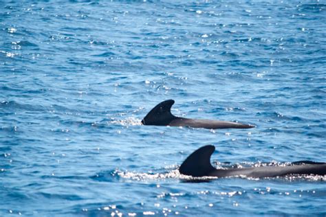 Whale Watching in the Azores: Everything You Need to Know