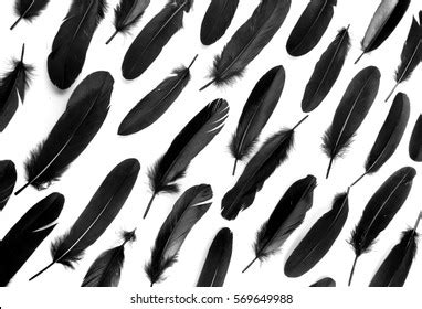 Crow Feathers Wallpaper