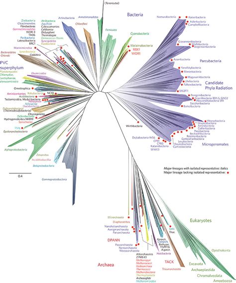 Tree of Life redesigned to reflect thousands of new species | Inhabitat - Green Design ...