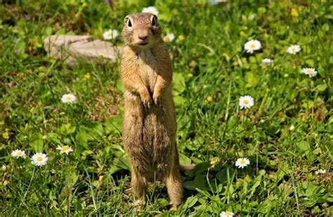 Gopher - Description, Habitat, Image, Diet, and Interesting Facts