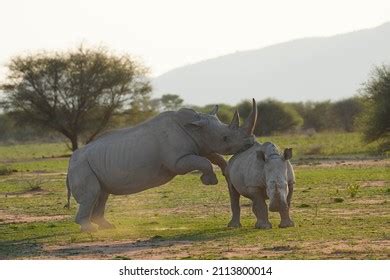 205 Rhino mating Images, Stock Photos & Vectors | Shutterstock