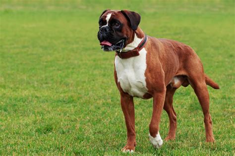 Boxer : caractère, origine, alimentation et reproduction de ce chien