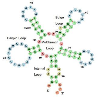 The example of RNA secondary structure elements. | Download Scientific Diagram