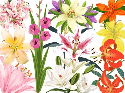 Top Lily Flowers Types - Flower Flourish