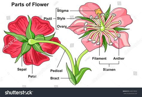 Labeled Diagram Of A Flower