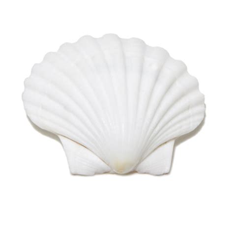 Great Scallop Seashell | Evolution Store