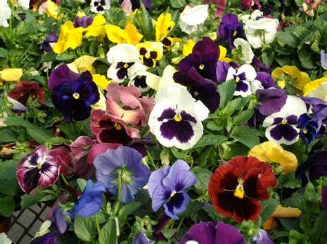 Top 10 Most Popular Flowers to Plant in Your Garden.