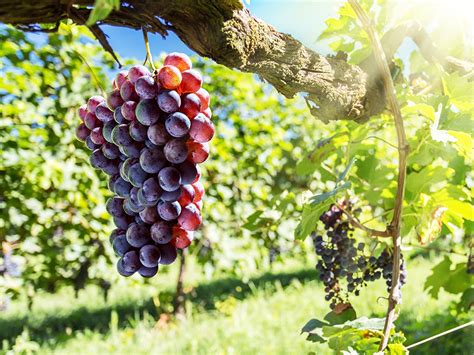 10 Red Wine Grape Names that Make Fantastic Wines | Kazzit US Wineries & International Winery Guide