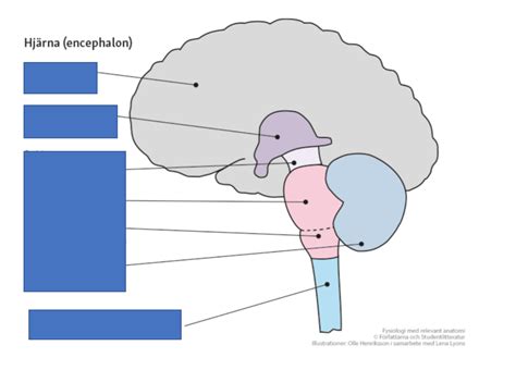 Hjärna Encephalon Diagram | Quizlet