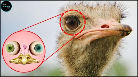 Which Bird Has A Brain Smaller Than Either Of Its Eyeballs? The 6 Latest Answer - Barkmanoil.com