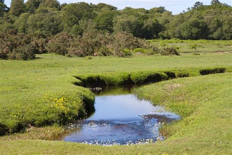 Countryside Stream Brook - Free photo on Pixabay - Pixabay