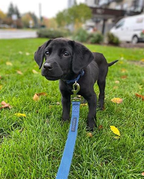 Miniature Labrador: A Smaller Version Of The Popular Lab