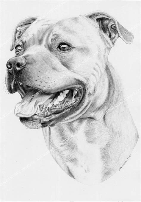 Pit bull arte, Desenhos de animais realistas, Arte animal