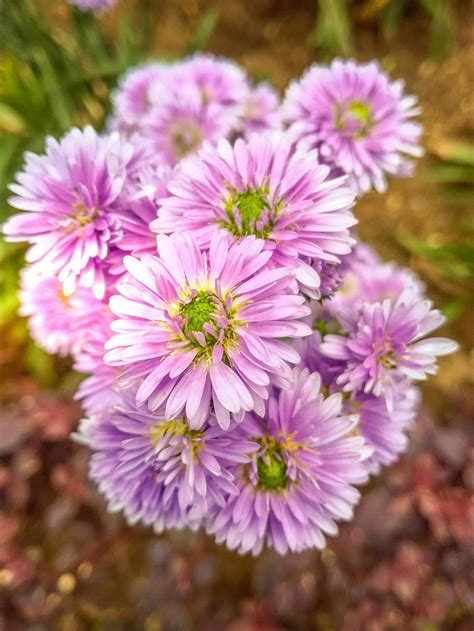 Purple Asters Closeup Photo at Daytime · Free Stock Photo