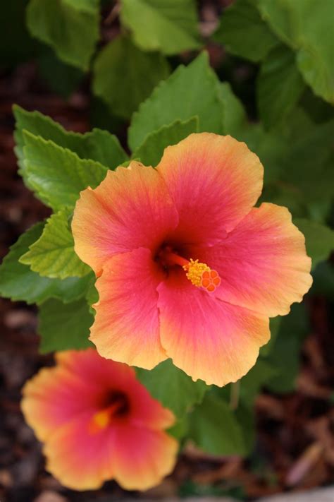 Hibiscus in Maui | Hibiscus, Planting flowers, Flowers