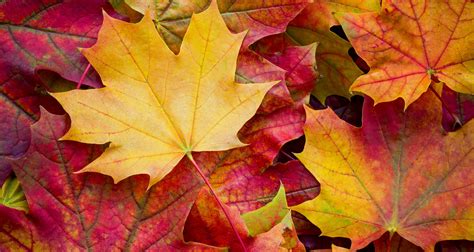 What Causes Leaves To Change Color? - Farmers' Almanac