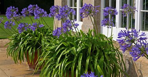 How to Grow Agapanthus in Containers | Gardener’s Path