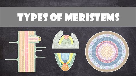 Types of Meristems | Plant Biology - YouTube