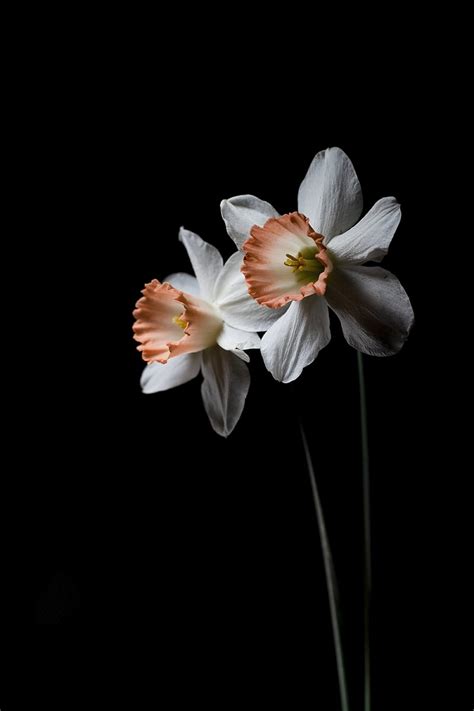 Daffodil, flower, plant, black, HD phone wallpaper | Peakpx