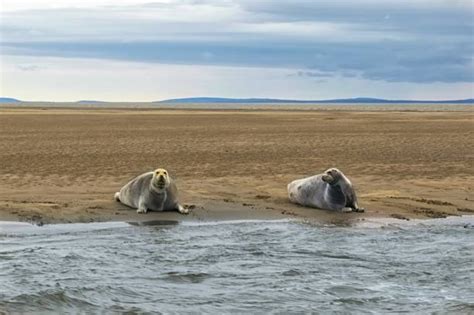 20+ Sea Life Animals In The Wild Desert Island Animal Stock Photos ...