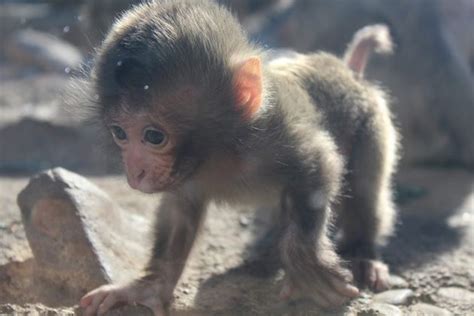 Japanese Macaque | Lincoln Park Zoo